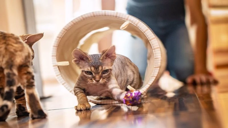 مدت زمان بازی با گربه 